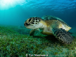 Green turtle in the bay of Abu Dabbab, Egypt. by Tim Steenssens 